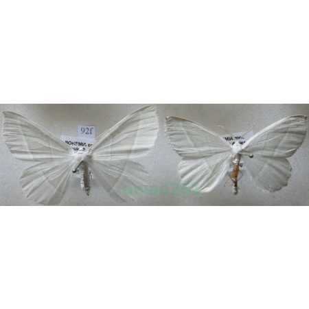 Campaea margaritaria (Linnaeus, 1761) pair Ostrolot muszlowiak Czech92f